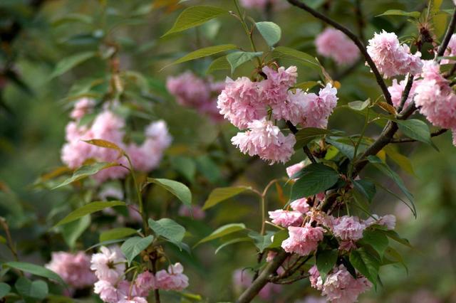 聪明漂亮有实力的星座女，天生是学霸的五大星座（“聪明优秀的几大星座女”）