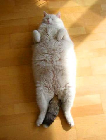 梦见猫是什么意思，女人做梦梦见猫是什么意思（猫咪的各种睡姿）