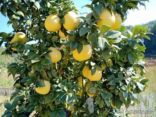 马家柚什么时候熟，马家柚什么时候熟的（黎川马家柚病害防治与管理方法）