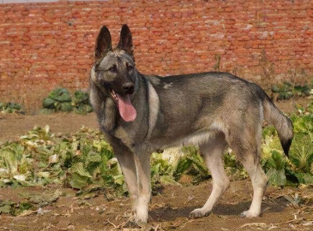 下司犬的缺点，下司犬的缺点短毛下司（这7种“土狗”很优秀）