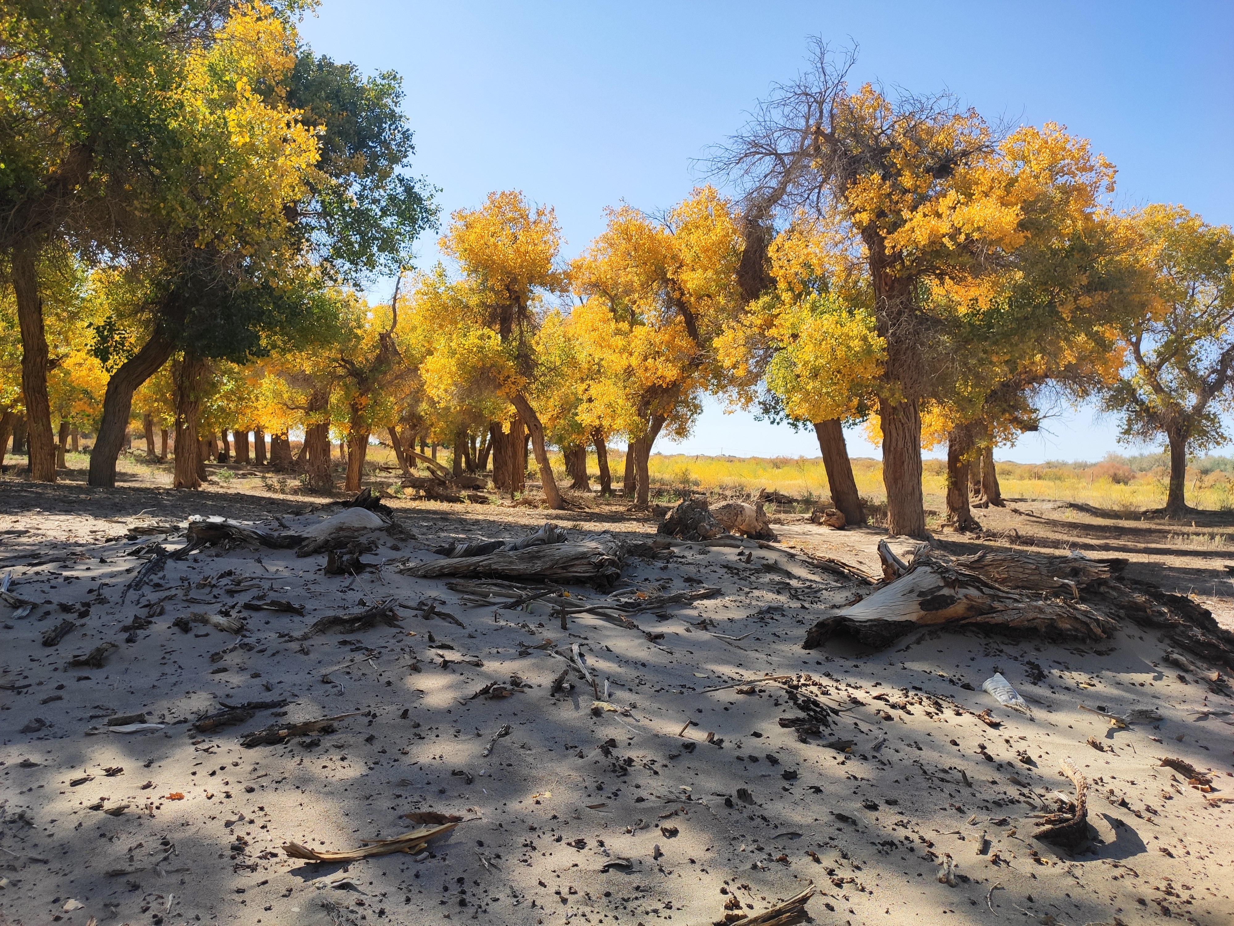 s312省道:一条绝美的额济纳自驾路线