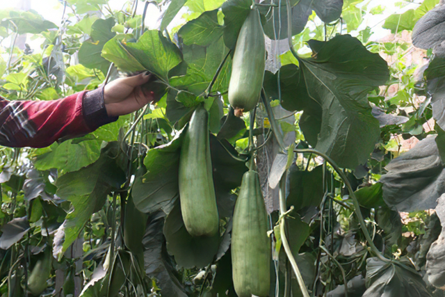 羊角蜜怎么吃，刚上市收购价10元一斤（羊角蜜零食）