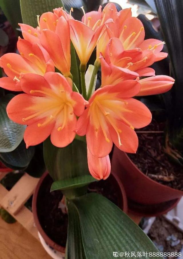 吸收甲醛的植物，哪种植物具有吸收甲醛的功能（净化空气最厉害）