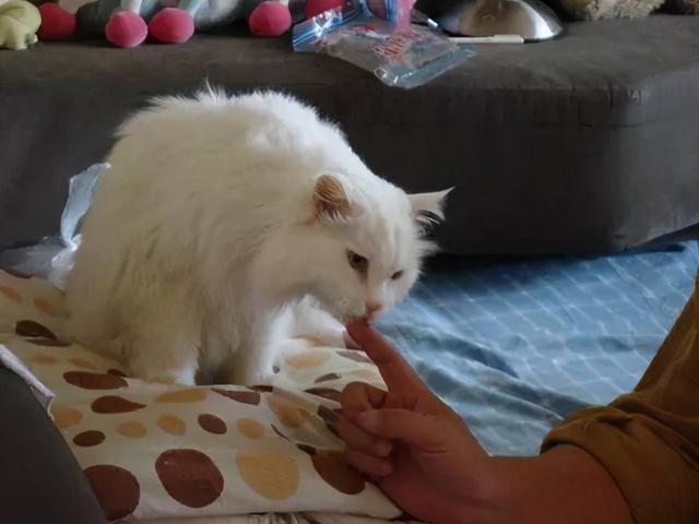 猫舔人是什么意思，猫咪为什么爱舔人（是在向你“暗示”这些事）