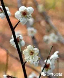 白牛胆的功效与作用，白牛胆的功效与作用禁忌（中药图片大全与功效）
