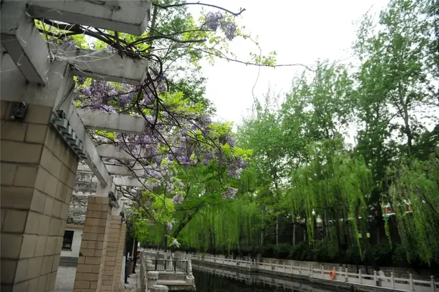 紫藤花几月份开花，那一抹抹浪漫紫梦幻了济南的春天