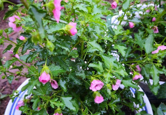 请问一下小木槿的种植方法，盆栽小木槿的养殖方法（养\