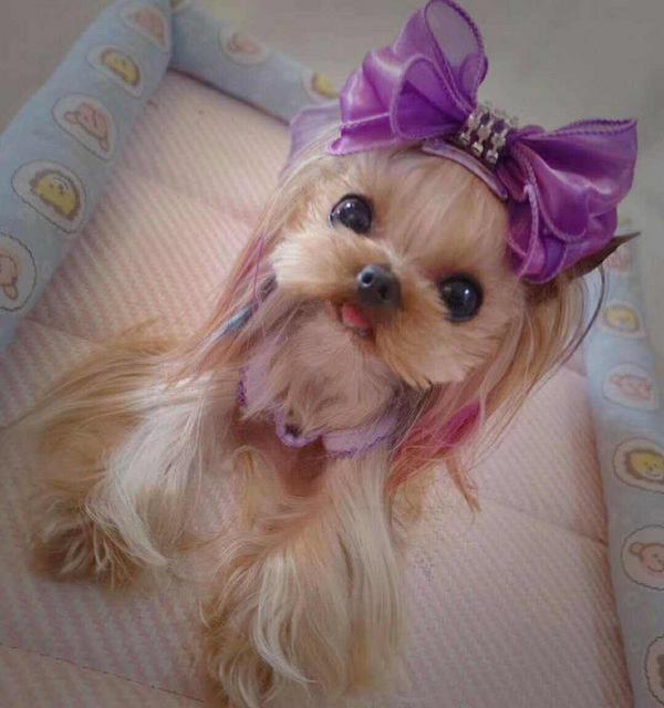 世界名犬大全，世界名犬大全安卓下载（世界10大长得超可爱的狗狗）