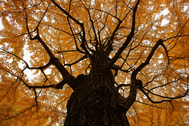 银杏树的资料，银杏树的介绍和特点（看得见摸得着的“活化石”——银杏）