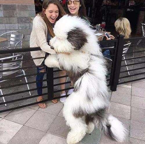 东德牧羊犬图片，东德牧羊犬标准图（“颜值智商都在线”的6种牧羊犬）