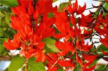 中国有紫藤花吗，紫藤花在中国什么地方盛开（紫藤、白玉藤、红玉藤、多花藤、重瓣藤。）