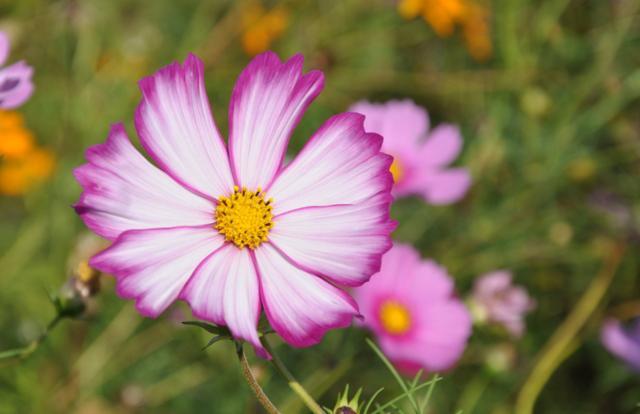 天堂鸟花语，天堂鸟花图片（你知道大自然中这些花的花语吗）