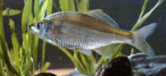 三叶唇鱼介绍，双唇鱼学名叫什么（鱼类：中国淡水鱼类图谱）