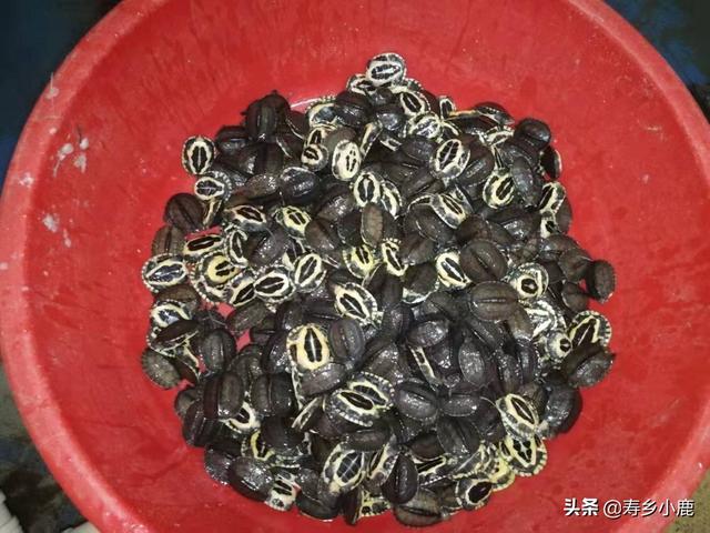 养金钱龟赚钱吗，养龟行业的分析（石金钱龟价格暴涨和暴跌的背后）