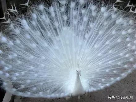 为什么雄性白孔雀也会开屏，孔雀开屏都是雄的吗（白孔雀开屏，太美了）