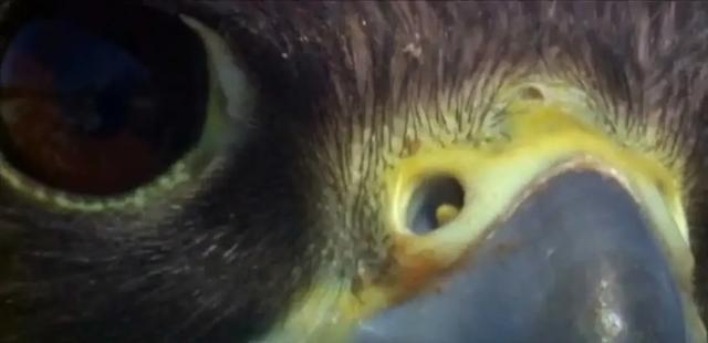 隼是什么鸟，生物演化史上的速度巅峰（隼是什么鸟吃什么食物）