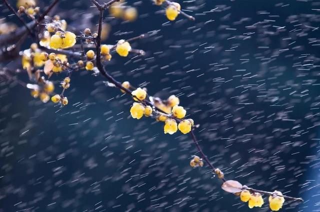 咏梅的古诗,写梅花的诗词名句(建议孩子们寒假晨读晚诵的30首咏梅诗词) 咏梅的古诗,写梅花的诗词名句(建议孩子们寒假晨读晚诵的30首咏梅诗词)