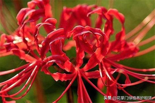 彼岸花的传说，彼岸花的真正故事有什么传说