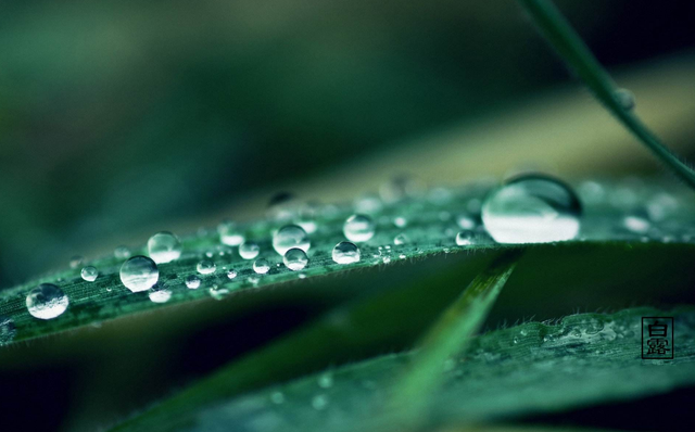 百岁无忧.，微信头像，百岁无忧.（十五首白露诗词）