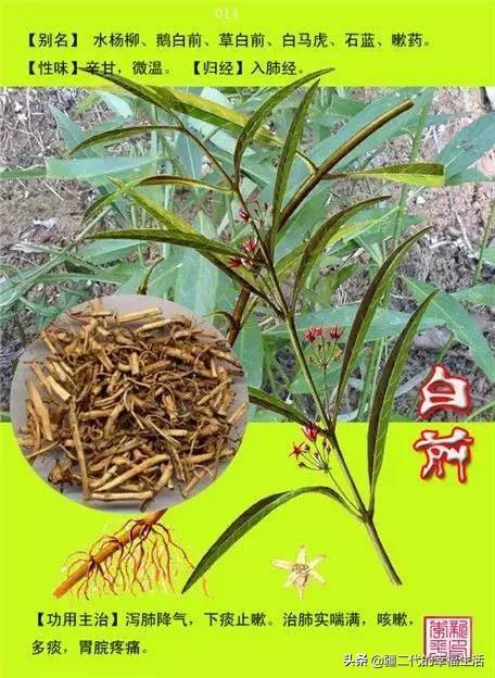 常见中草药图谱，中草药经典图谱（让你知道常用药都长啥样）