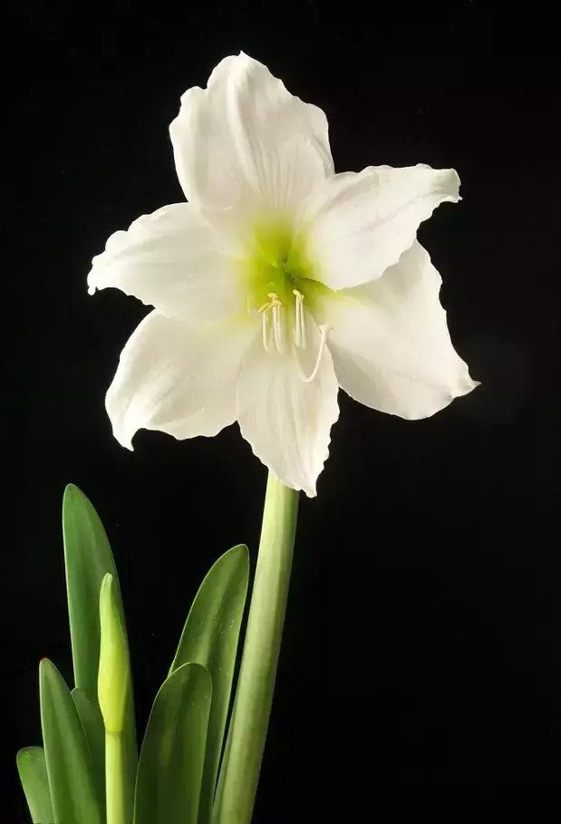 各种花开放的时间（100种常见花的花开时间附图）