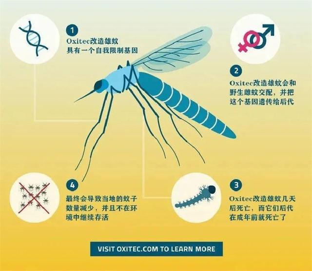 蚊子的寿命有多长，蚊子寿命多长（每年造成72.5万人死亡）