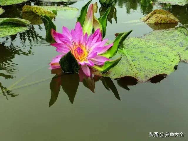 莲花的别称有哪些，莲花的别称有哪些拼音（ 太齐全太珍贵了）