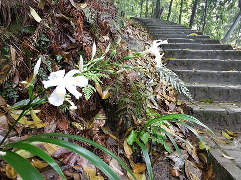 重庆南岸区景点，南岸区有哪些好玩的景点免费（在南岸区不妨可以到这些地方走走）