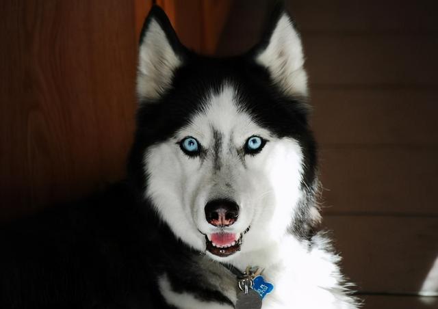 公认最温顺的七种狗你家上榜了吗，狗狗温顺度排行榜：这7种狗狗