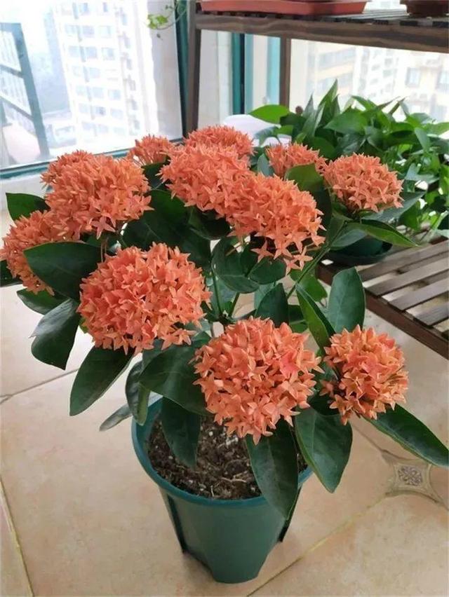 SuSu:一起种草莓来吗，微信头像，SuSu:一起种草莓来吗?【杂图】（花芽蹭蹭长满盆）