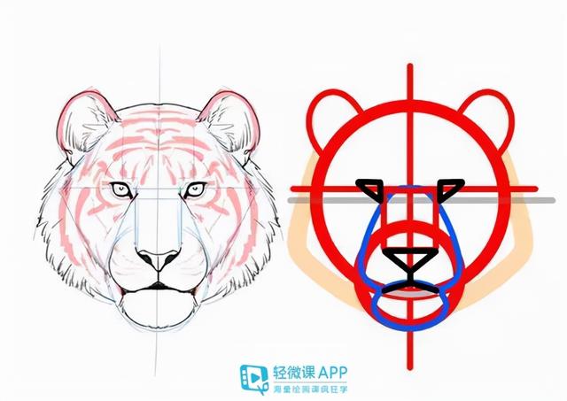 7步教你学会画老虎，7步教你学会画老虎视频（动物简单画法技巧）