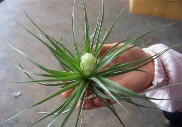 女生办公桌旺事业的风水摆件，女生办公桌旺事业摆件（办公桌空荡荡没精气神）