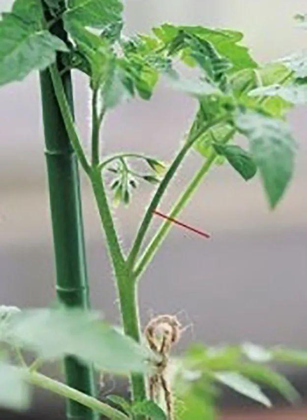 西红柿的种植方法和管理技术，西红柿的种植方法和管理技术视频（解开你总是种不好番茄之谜）