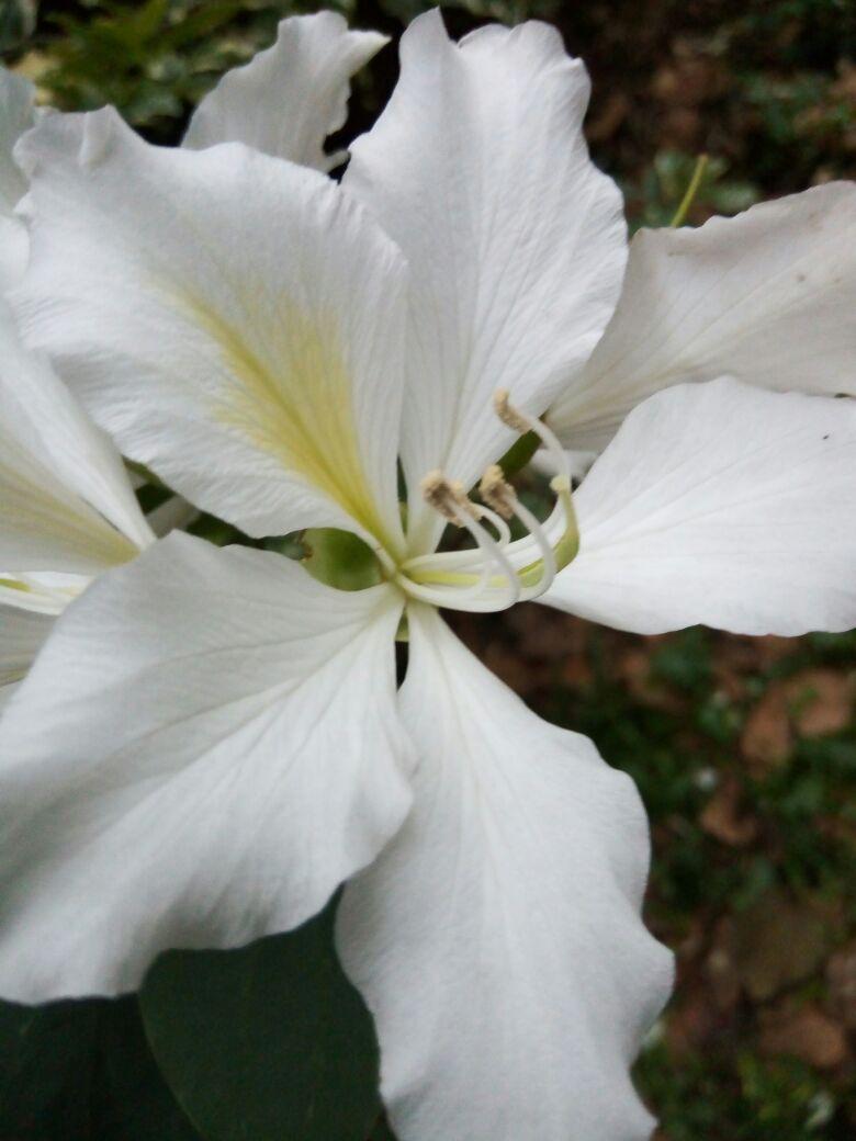 这种白色的像向日葵的花是什么啊，这种白色的像向日葵的花是什么啊英语（特写：白紫荆花）