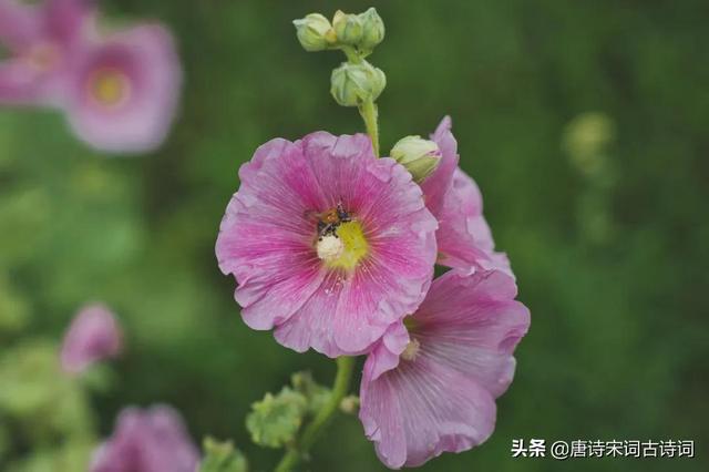 时光如梭是什么意思，岁月荏苒时光如梭是什么意思（芙蓉花，醉了秋天）