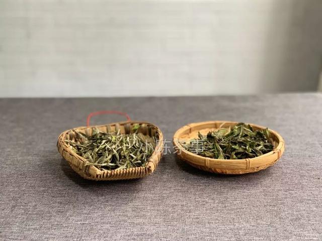 白牡丹茶怎么泡，白牡丹是什么茶（白茶春牡丹和秋牡丹）