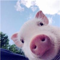 宠物好听的名字，宠物好听的名字可爱（cute有趣宠物名字大全-可爱点）