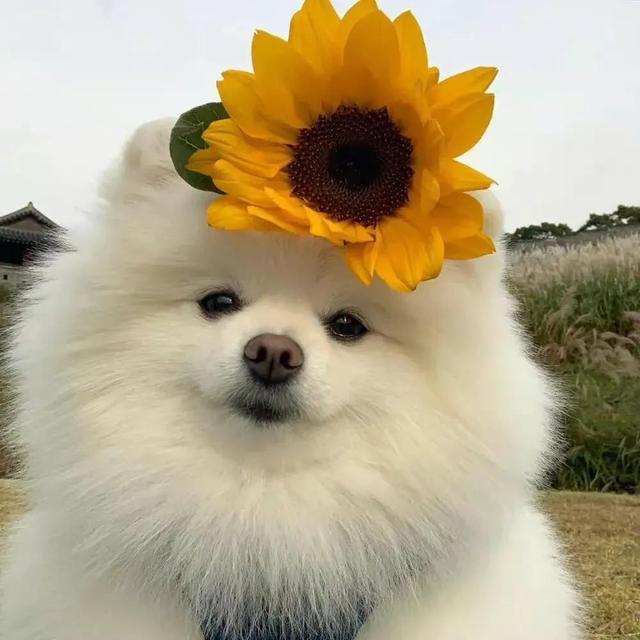 “萌宠/动物/猫咪/狗子/搞怪头像”微信，软锦：“萌宠/动物/猫咪/狗子/搞怪头像”（可爱搞怪萌宠小狗头像）