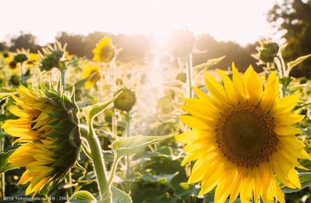 外国诗歌大全，外国诗歌大全集（每日两首中外现代诗——赖特/芒克）