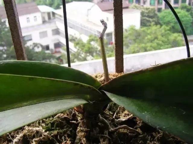 最简单蝴蝶兰家庭养法，在室内养着如何让它每年开花