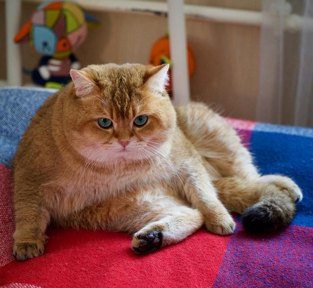 母猫会发腮吗，公猫会发腮吗（想养大圆脸猫咪的铲屎官）