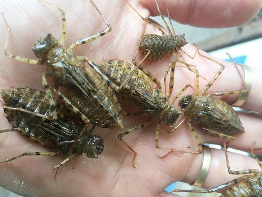 蜻蜓的特点是什么，蜻蜓的特点是什么技能（蜻蜓的特点是什么）