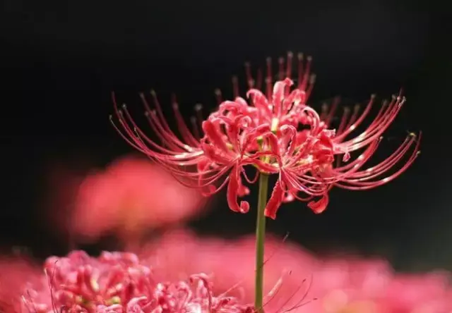 彼岸花，微信头像，彼岸花（48张彼岸花图，真是美极了）