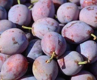 智利西梅是不是青色的,智利西梅有几个品种(怎样才能挑选到好的西梅) 智利西梅是不是青色的,智利西梅有几个品种(怎样才能挑选到好的西梅)