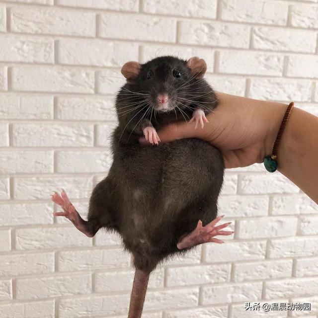 夢見好多小白鼠是什麼意思(花枝鼠跟家鼠不是同一種動物)