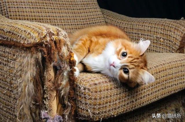 猫咪正确使用猫抓板的十个原则，猫咪为啥要用猫抓板（哪种才是猫咪真爱）