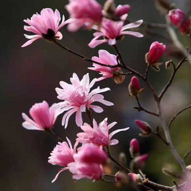 为什么10楼风水最好，风水最旺的房子10楼（家门口种棵“吉祥花”）