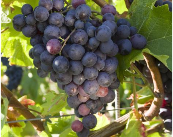 白麝香是什么味道，麝香是从哪里来的（麝香家族知多少）