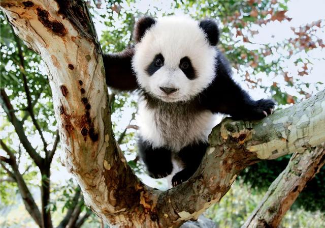 常见的野生动物有哪些，野生动物有哪些（盘点中国那些长得特别萌的野生动物们）