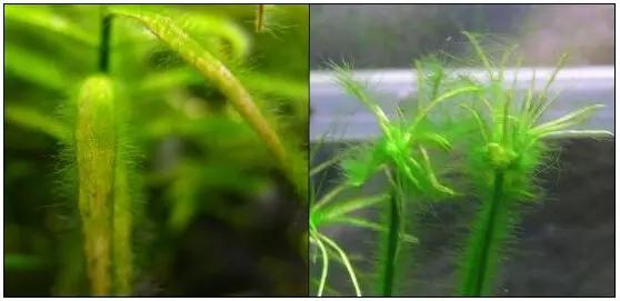 关于藻类（化石介绍，藻类化石值钱吗（19种常见藻类照片和解决方法）